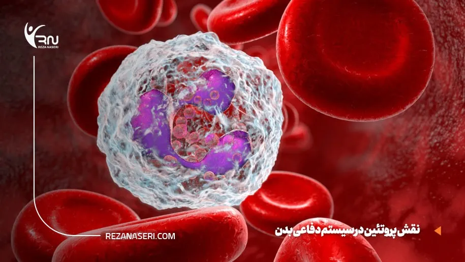 پروتئین و سیستم دفاعی بدن