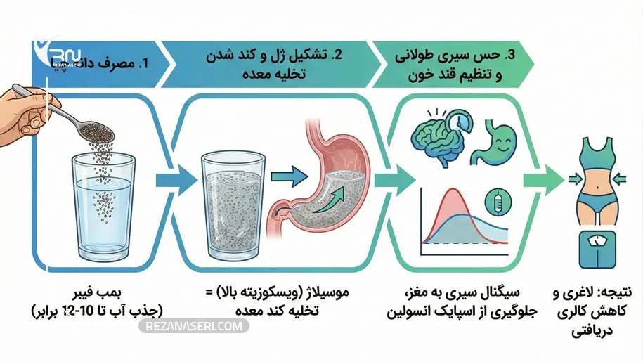 دانه چیا چگونه باعث لاغری می‌شود؟