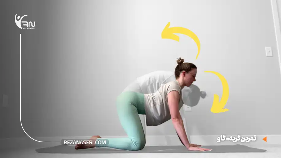 کشش گربه-گاو (Cat-Cow)