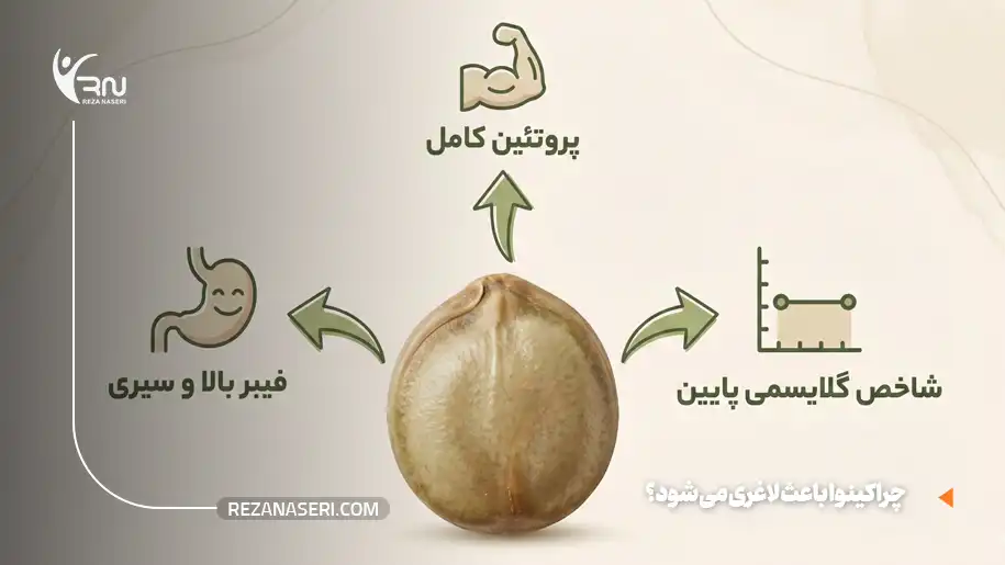 چرا کینوا باعث لاغری می‌شود؟ 